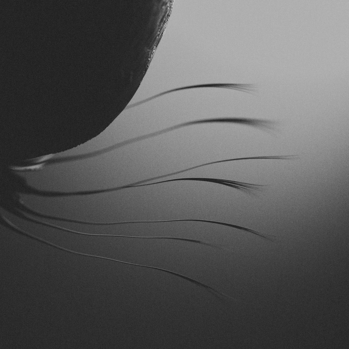 Macro photograph of a dark feather curving against a pale gradient, its filaments trailing into shadow.