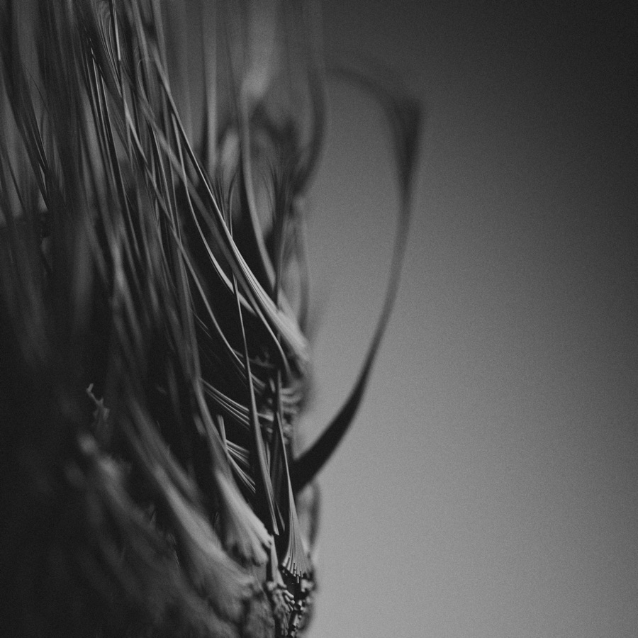 Cover artwork for the single veil: a macro photograph of dark feather filaments sweeping across a pale gradient.